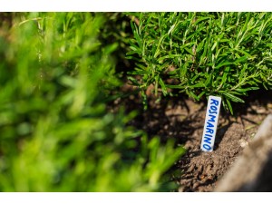 Tablite marcaj 1.3 x h 10 cm