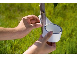 Banda lipicioasa pentru insecte