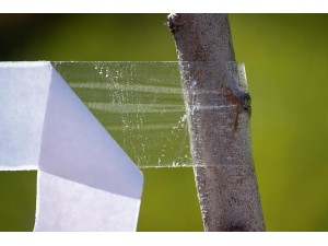 Banda lipicioasa pentru insecte