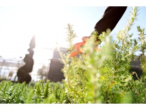 Foarfeca cu clichet, pentru taiere dificila, 17 cm