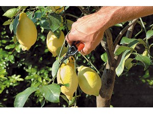 Foarfeca profesionala pentru recoltat, cu lama curbata, 16,5 cm