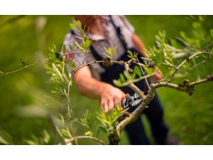 Foarfeca profesionala pentru taiere Ergo Light 21 X