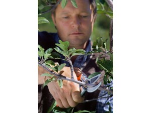 Foarfeca profesionala tip nicovala Amboss 21