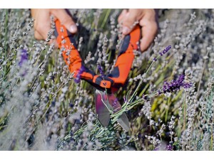 Foarfeca pentru tuns gard viu, cu lama ondulata, 55 cm