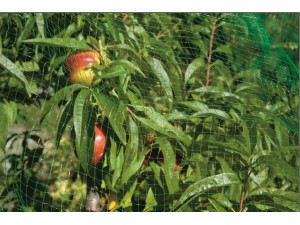Plasa protectie contra pasarilor, 2 x 10 m