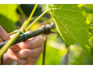 Fir plastificat Stofix, buchet 1.000 bucati de 30 cm